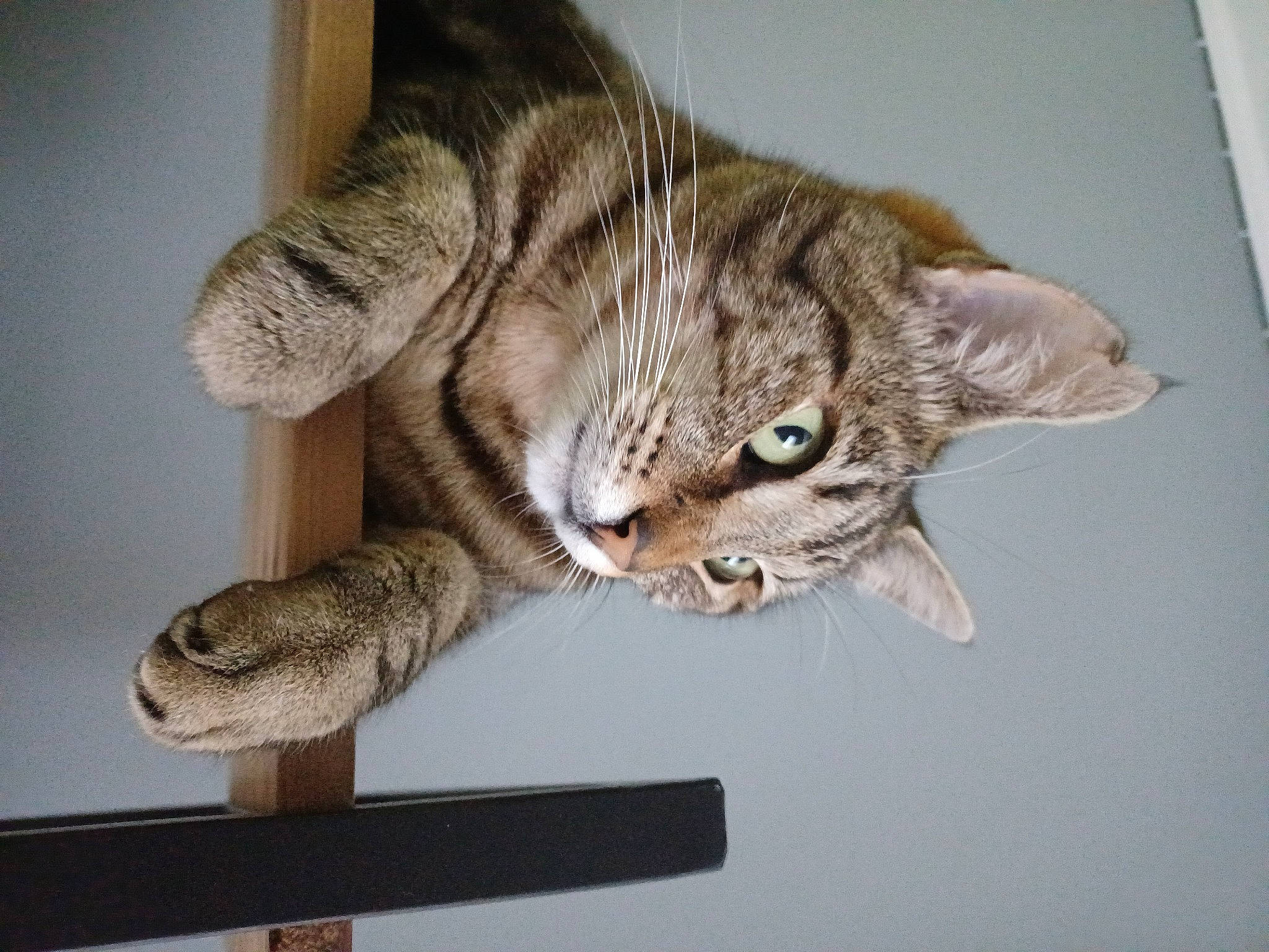 Cayenne a rejoint le concours — aidez-le/la à gagner de superbes lots ! carnivore, cat, claw, comfort, domestic_short_haired_cat, ear, felidae, fur, paw, small_to_medium_sized_cats, snout, tail, terrestrial_animal, whiskers, wood