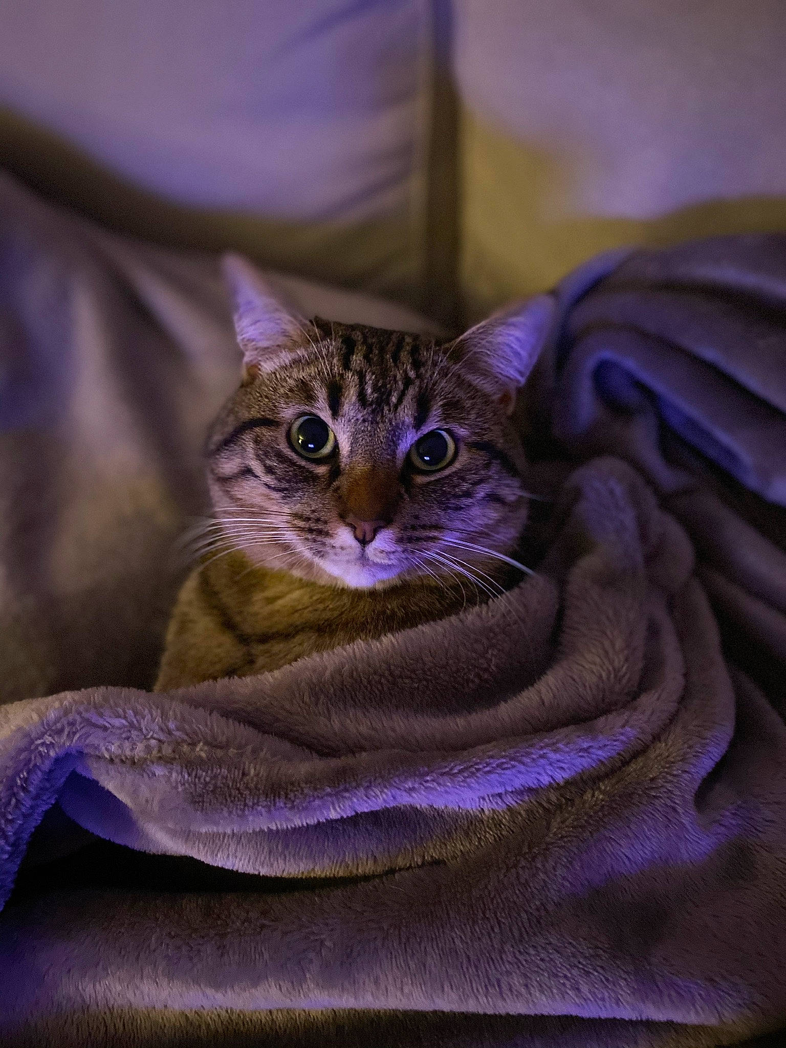 Bob participe au concours pour gagner de l'argent avec cette photo : carnivore, cat, claw, comfort, domestic_short_haired_cat, electric_blue, felidae, fur, linens, magenta, purple, small_to_medium_sized_cats, terrestrial_animal, thread, whiskers