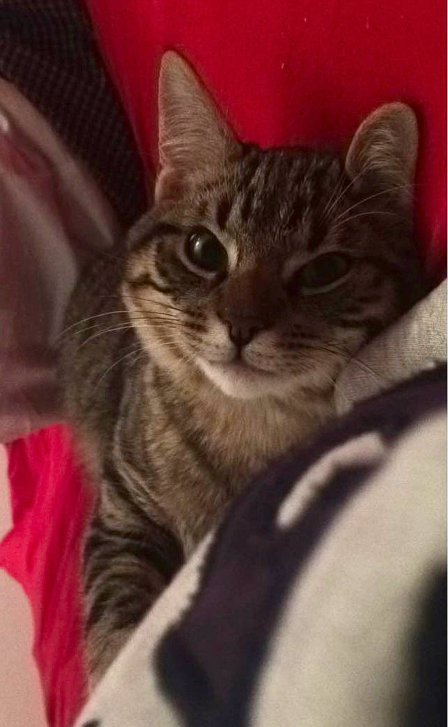 Bob participe au concours pour gagner de l'argent avec cette photo : carnivore, cat, claw, comfort, domestic_short_haired_cat, felidae, fur, paw, small_to_medium_sized_cats, snout, terrestrial_animal, whiskers