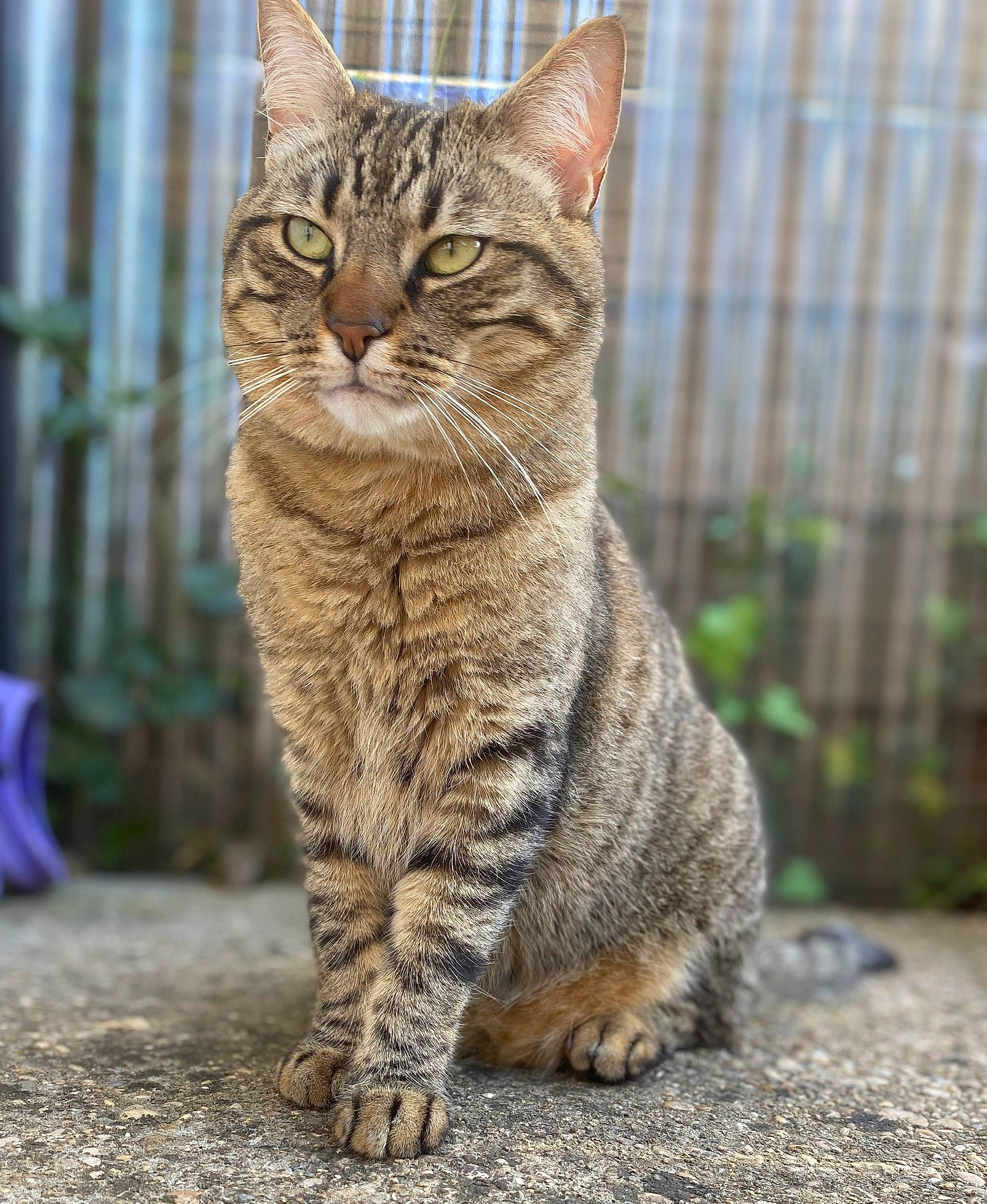 Bob participe au concours pour gagner de l'argent avec cette photo : art, carnivore, cat, felidae, fence, fur, grass, organism, sitting, small_to_medium_sized_cats, snout, tail, terrestrial_animal, whiskers, wildlife