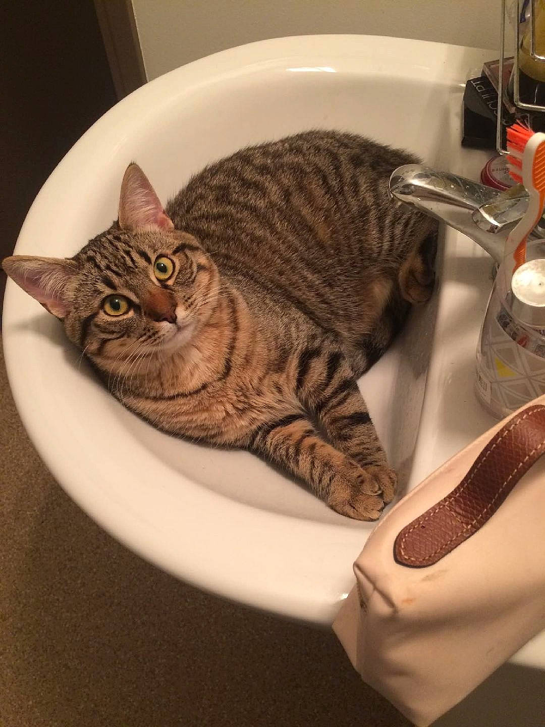 Bob a rejoint le concours — aidez-le/la à gagner de superbes lots ! bathroom, carnivore, cat, ceramic, comfort, domestic_short_haired_cat, felidae, fur, mammal, plumbing, plumbing_fixture, porcelain, serveware, sink, small_to_medium_sized_cats, snout, tail, tap, whiskers, wood