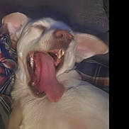 Sonny is registered to the contest to win money with this photo: animal, blurred, canine, casual, close_up, cozy, dog, ears, fur, indoor, lying_down, mouth, panting, pet, plaid_blanket, resting, teeth, tongue, white_dog, yawning