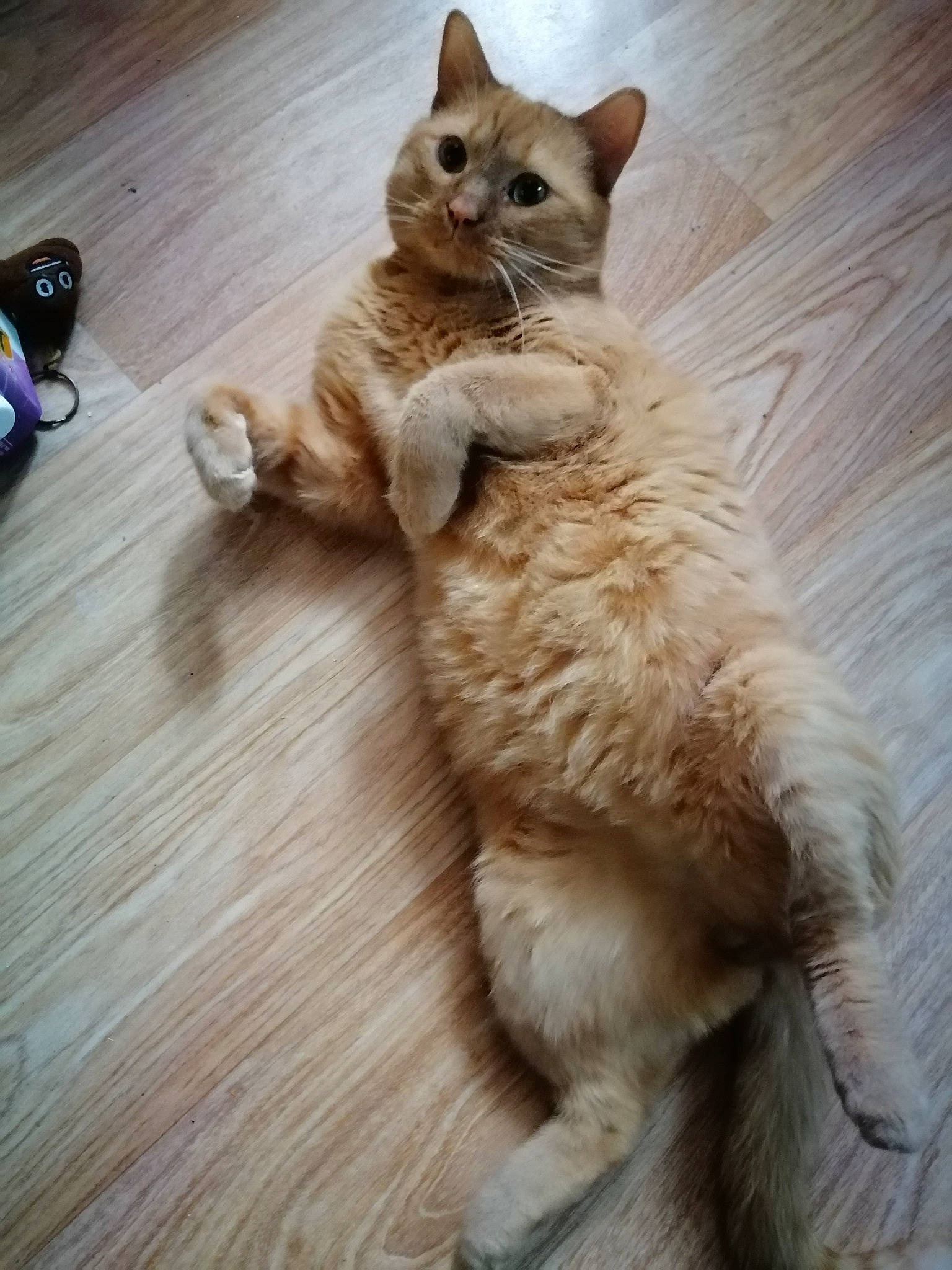Mio a rejoint le concours — aidez-le/la à gagner de superbes lots ! asian, carnivore, cat, european_shorthair, fawn, felidae, fur, german_rex, kitten, laperm, mammal, ojos_azules, paw, polydactyl_cat, small_to_medium_sized_cats, tabby_cat, tail, whiskers