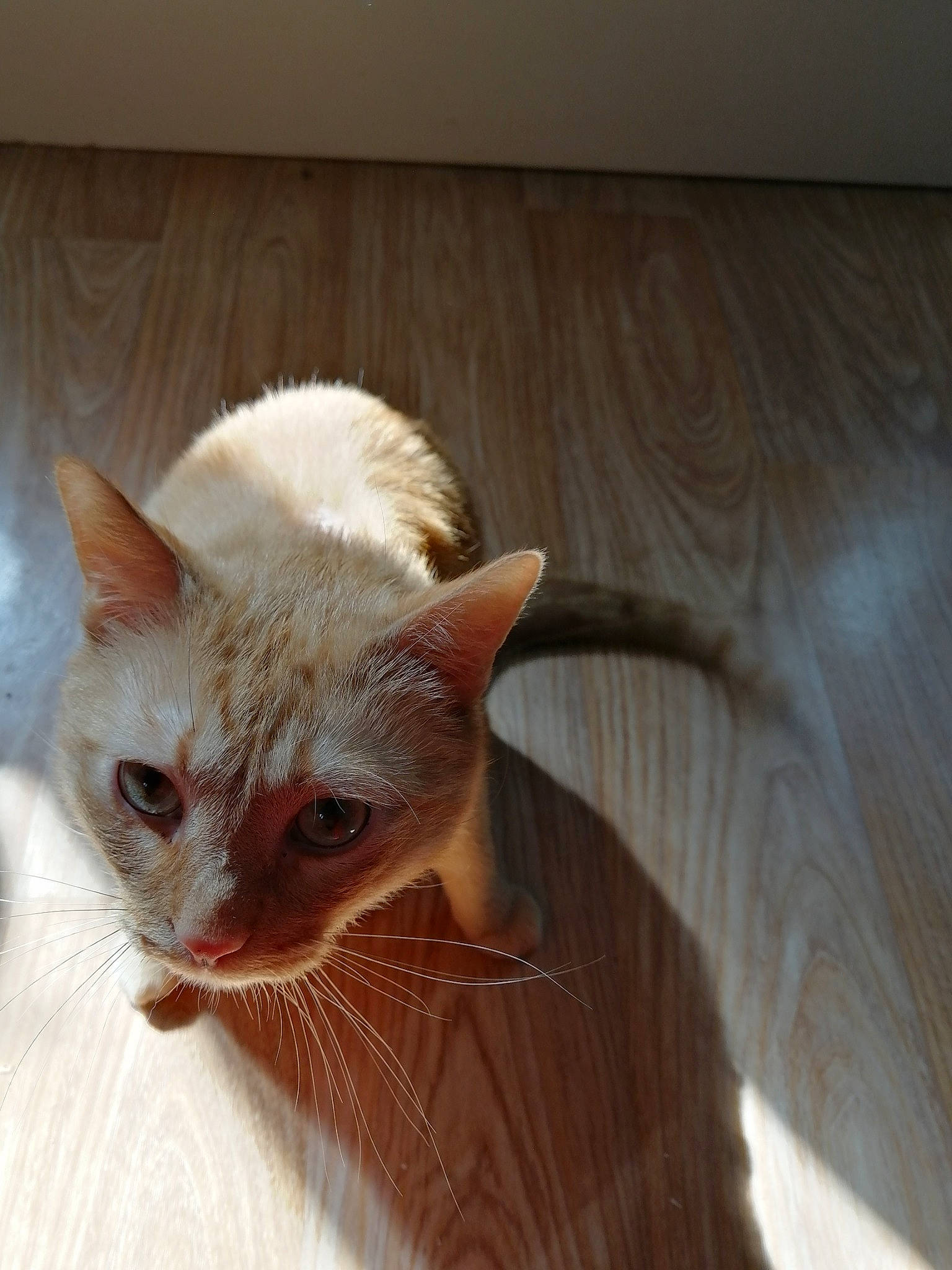 Mio participe au concours pour gagner de l'argent avec cette photo : arabian_mau, asian, carnivore, cat, colorpoint_shorthair, ear, eye, fawn, felidae, german_rex, javanese, kitten, mammal, ojos_azules, oriental_longhair, oriental_shorthair, small_to_medium_sized_cats, turkish_angora, vertebrate, whiskers