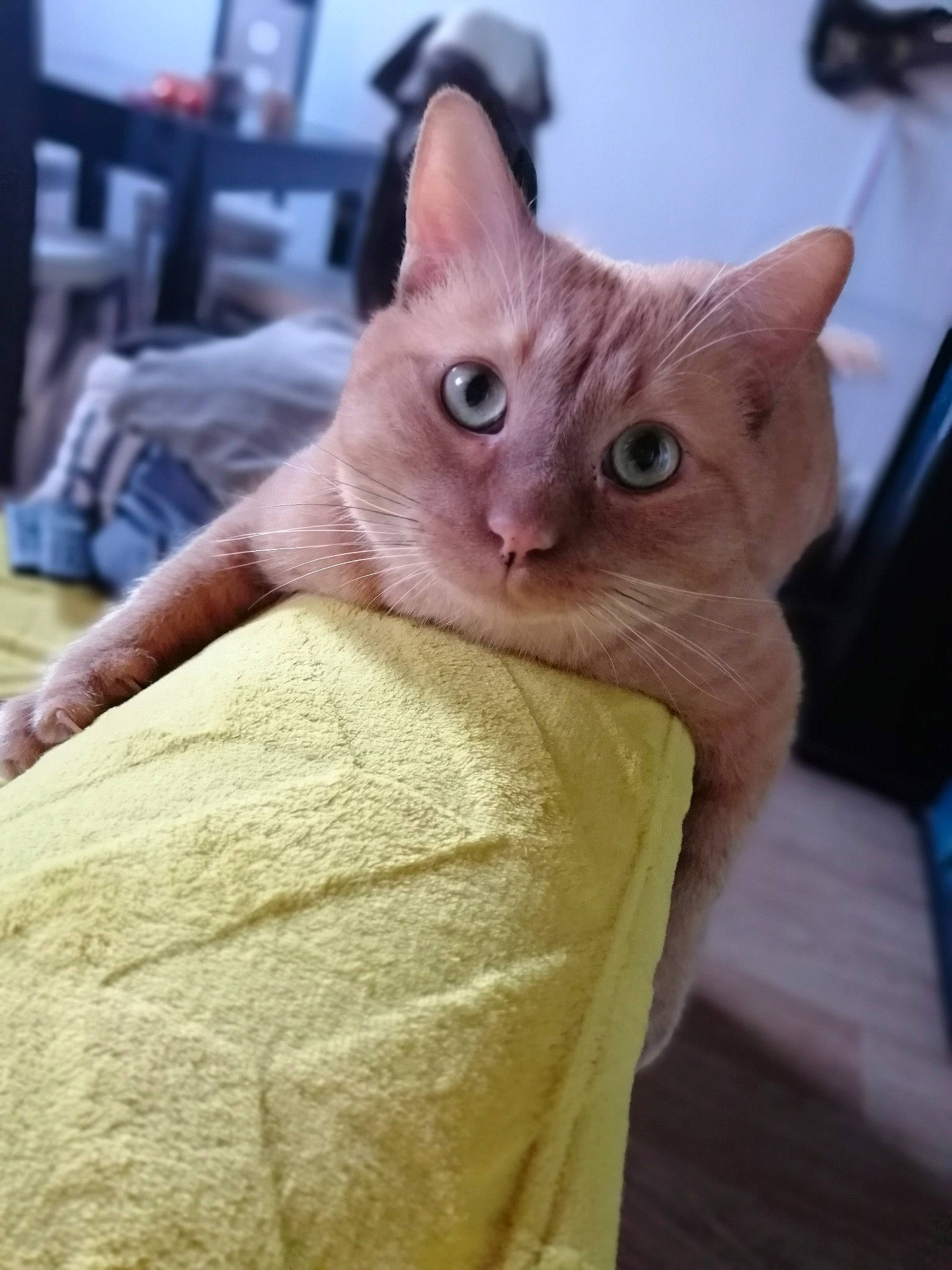 Mio participe au concours pour gagner de l'argent avec cette photo : asian, burmese, carnivore, cat, cornish_rex, domestic_short_haired_cat, fawn, felidae, german_rex, kitten, mammal, small_to_medium_sized_cats, snout, tonkinese, vertebrate, whiskers