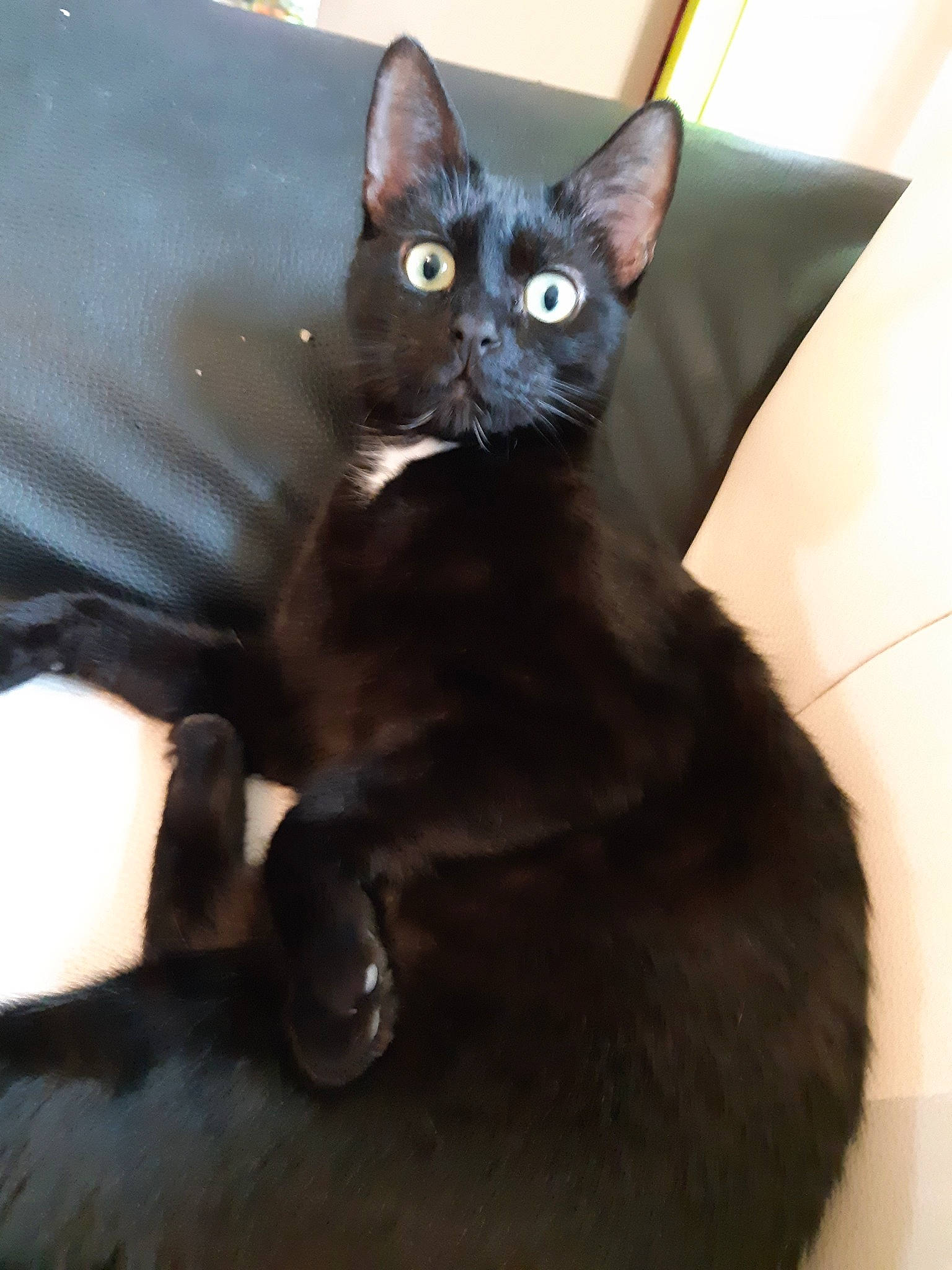 Noisette participe au concours pour gagner de l'argent avec cette photo : asian, black_cat, bombay, burmese, carnivore, cat, domestic_short_haired_cat, felidae, german_rex, havana_brown, javanese, korat, mammal, oriental_longhair, oriental_shorthair, small_to_medium_sized_cats, snout, vertebrate, whiskers