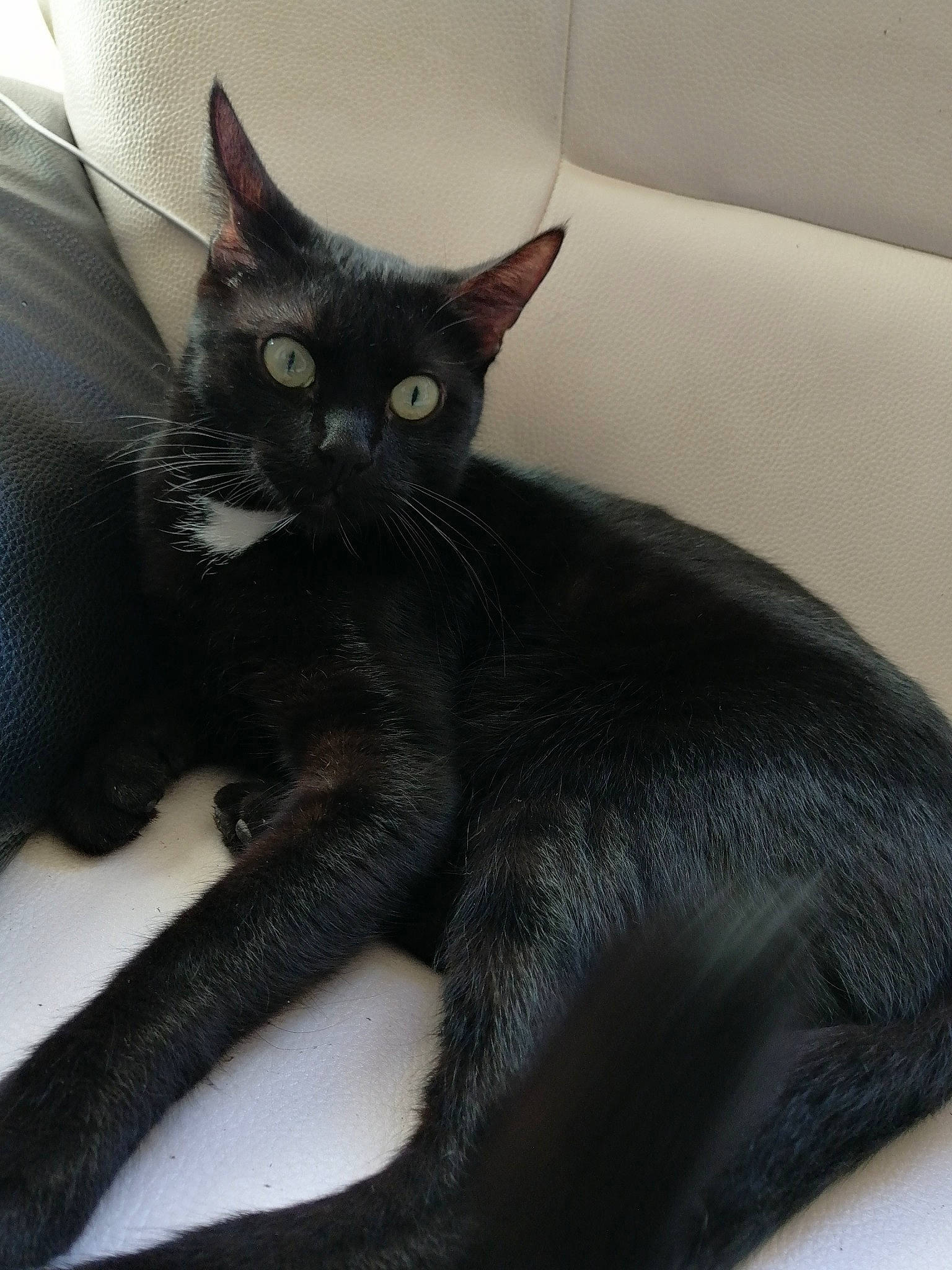 Noisette participe au concours pour gagner de l'argent avec cette photo : asian, black_cat, bombay, carnivore, cat, claw, domestic_short_haired_cat, felidae, havana_brown, mammal, small_to_medium_sized_cats, tail, vertebrate, whiskers