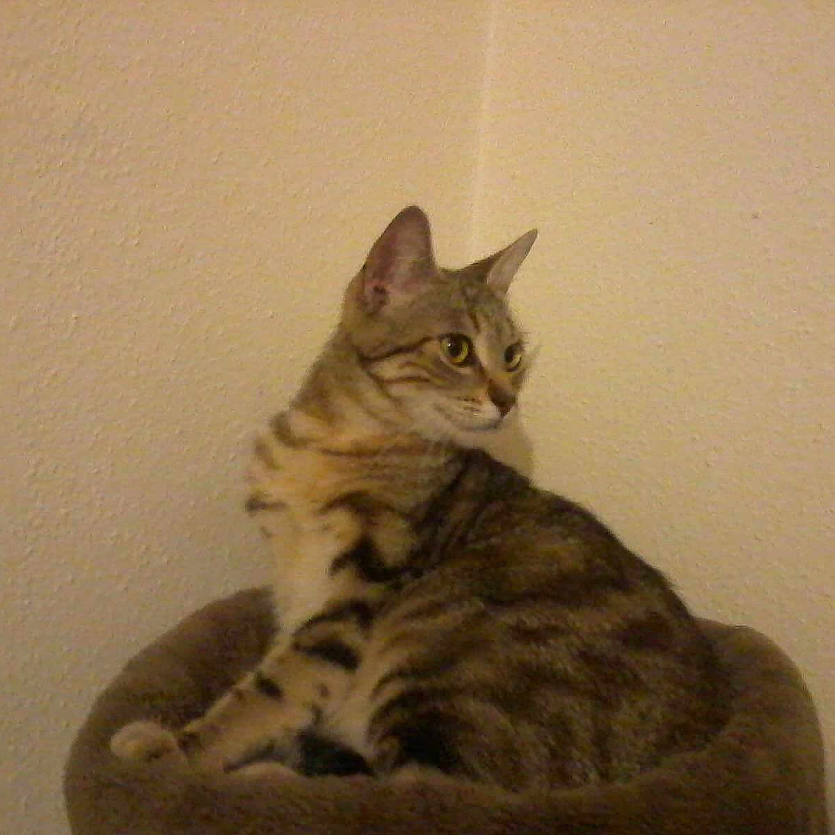 Princesse