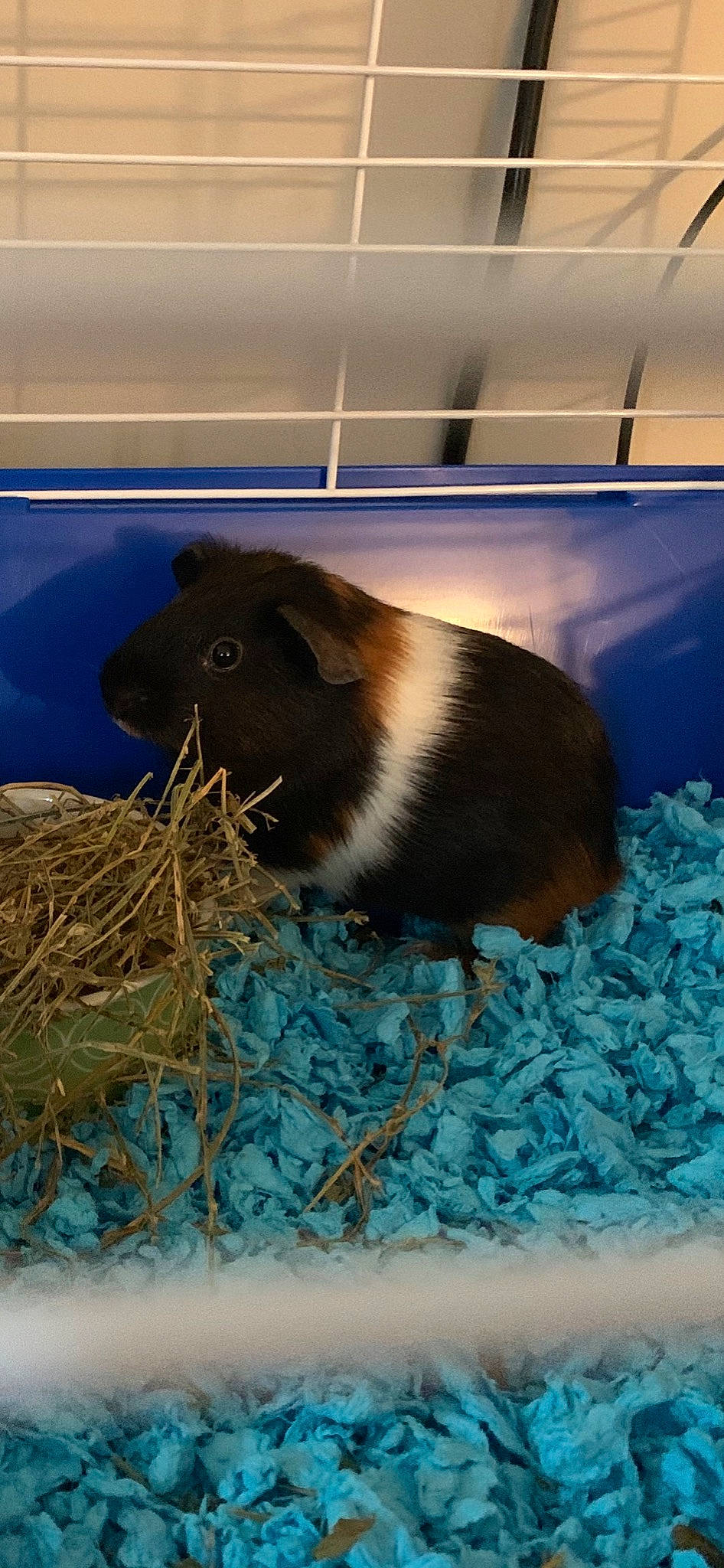 Kip joined the competition — help win amazing prizes! animal_feed, aqua, azure, bird_nest, blue, electric_blue, fawn, fur, guinea_pig, hay, iris, nest, pet_supply, rodent, snout, straw, teal, terrestrial_animal, vertebrate