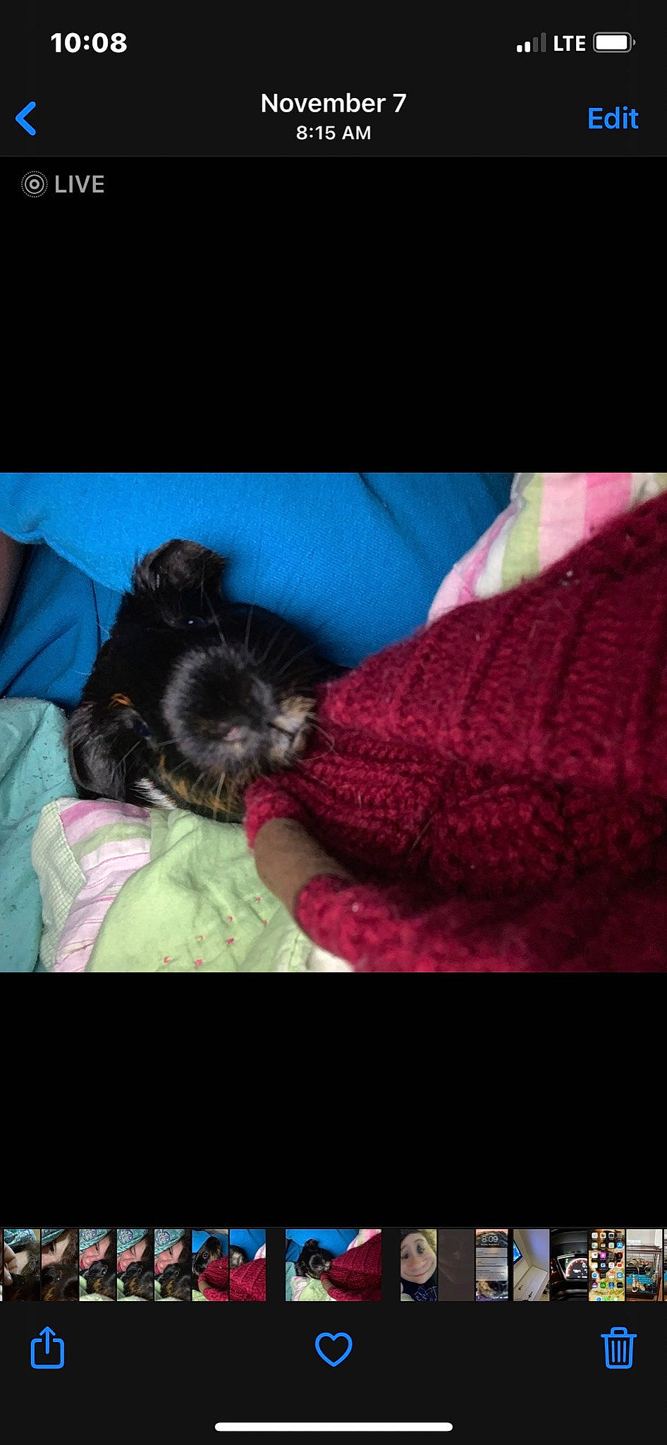 Kip is registered to the contest to win money with this photo: bedtime, canidae, carnivore, comfort, companion_dog, dog, dog_breed, linens, magenta, nap, non_sporting_group, puppy, sleep, toy_dog, woolen, working_animal, working_dog