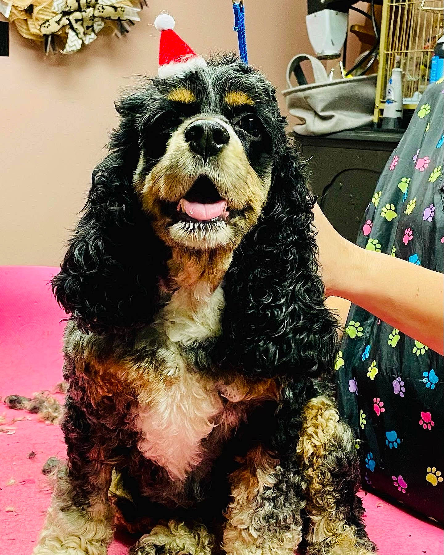 Bean Danish joined the competition — help win amazing prizes! canidae, carnivore, cocker_spaniel, collar, companion_dog, dog, dog_breed, dog_collar, dog_supply, fur, party_hat, pet_supply, snout, spaniel, sporting_group, tongue, tooth, vertebrate, working_animal