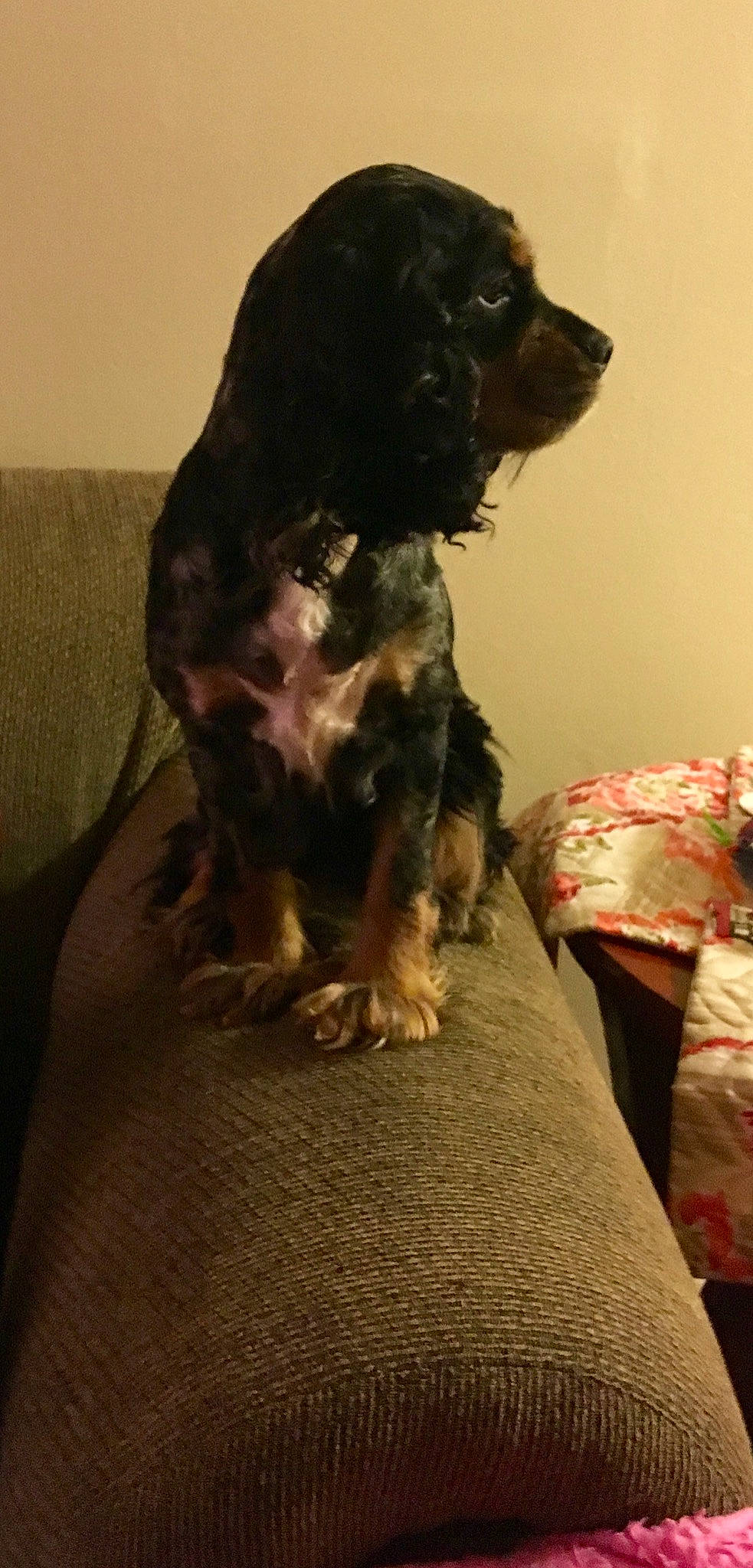 Bean Danish joined the competition — help win amazing prizes! black, canidae, carnivore, companion_dog, dog, dog_breed, dog_supply, home_accessories, linens, liver, paw, snout, sporting_group, terrestrial_animal, vertebrate, working_animal, working_dog