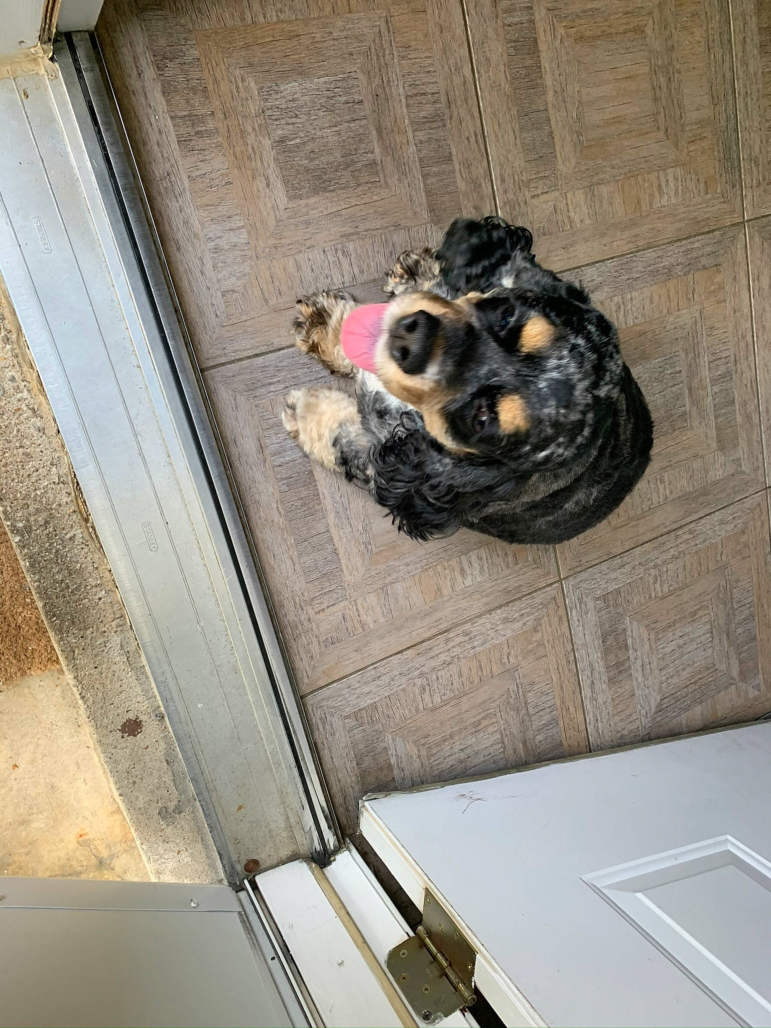 Bean Danish joined the competition — help win amazing prizes! canidae, carnivore, companion_dog, dog, dog_breed, molding, plaster, snout, sporting_group, working_animal