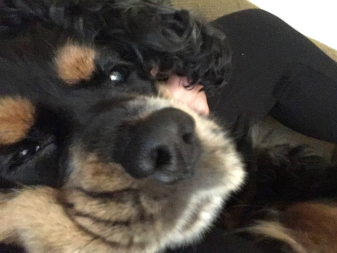 Bean Danish joined the competition — help win amazing prizes! ancient_dog_breeds, black, canidae, carnivore, companion_dog, dog, dog_breed, fur, guard_dog, iris, natural_material, snout, sporting_group, vertebrate, whiskers, working_animal, working_dog