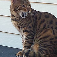Zeus is registered to the contest to win money with this photo: cat, animal, pet, spotted, striped, feline, sitting, side_view, yawning, mouth_open, ears, whiskers, fur, tail, outdoor, wall, resting, domestic_cat, pattern, cute