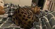 Zek joined the competition — help win amazing prizes! animal, bedroom, blanket, cat, clothing, coat, companion, dog, door, fur, furniture, indoor, pattern, pet, plaid, relaxing, resting, sleeping, soft, warm