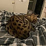 Zek joined the competition — help win amazing prizes! animal, bedroom, blanket, cat, clothing, coat, companion, dog, door, fur, furniture, indoor, pattern, pet, plaid, relaxing, resting, sleeping, soft, warm