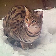 Zek is registered to the contest to win money with this photo: alert, animal, cat, cold, cute, ears, eyes, feline, fur, mammal, nature, outdoor, pet, sitting, snow, spotted, tabby, whiskers, wildlife, winter