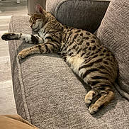 Zek joined the competition — help win amazing prizes! cat, tabby, sleeping, couch, indoor, feline, pet, cozy, resting, spotted, fur, relaxed, home, living_room, animal, quiet, comfort, paws, whiskers, soft