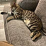 cat, tabby, sleeping, couch, indoor, feline, pet, cozy, resting, spotted, fur, relaxed, home, living_room, animal, quiet, comfort, paws, whiskers, soft