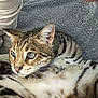 Zek is registered to the contest to win money with this photo: animal, cat, close_up, cozy, cute, domestic_animal, feline, fur, green_eyes, indoor, lying_down, mammal, pet, relaxed, resting, soft_blanket, striped_fur, tabby, texture, whiskers