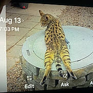 Zek joined the competition — help win amazing prizes! cat, spotted_cat, exotic_cat, animal, outdoor, stone_structure, gravel, paving_stones, relaxed_pose, hind_legs_stretched, wildlife, nature, pet, fur, tail, ear, side_view, daylight, digital_screen, timestamp