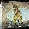 cat, spotted_cat, exotic_cat, animal, outdoor, stone_structure, gravel, paving_stones, relaxed_pose, hind_legs_stretched, wildlife, nature, pet, fur, tail, ear, side_view, daylight, digital_screen, timestamp