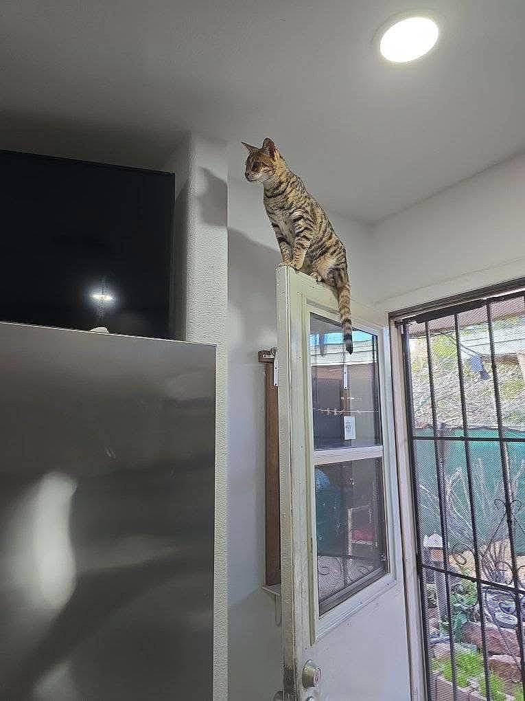 animal, astronomy, cat, computerhardware, door, electronics, hardware, homedamage, indoors, interiordesign, monitor, moon, nature, night, outdoors, pet, screen, slidingdoor, window, window_broken