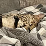 cat, tabby, sleeping, blanket, cozy, indoor, pet, feline, fur, paws, resting, cute, striped, animal, relaxed, soft, comfort, domestic, nap, couch