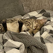 Dewy joined the competition — help win amazing prizes! cat, tabby, sleeping, blanket, couch, cozy, indoor, pet, feline, relaxed, paw, striped, fur, resting, animal, home, comfort, cute, domestic, quiet