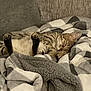 cat, tabby, sleeping, blanket, couch, cozy, indoor, pet, feline, relaxed, paw, striped, fur, resting, animal, home, comfort, cute, domestic, quiet