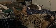 Dewy joined the competition — help win amazing prizes! animal, bed, blanket, cat, cozy, domestic, door, ears, feline, fur, furniture, indoor, paws, pet, plaid, resting, room, shelving, sleeping, striped