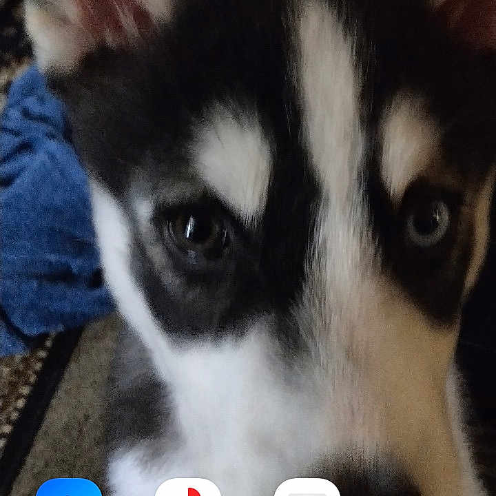 Bandit joined the competition — help win amazing prizes! animal, canine, computerhardware, dog, electronics, eskimodog, hardware, hound, husky, logo, mobilephone, monitor, pet, phone, puppy, screen, snout, text, whitedog