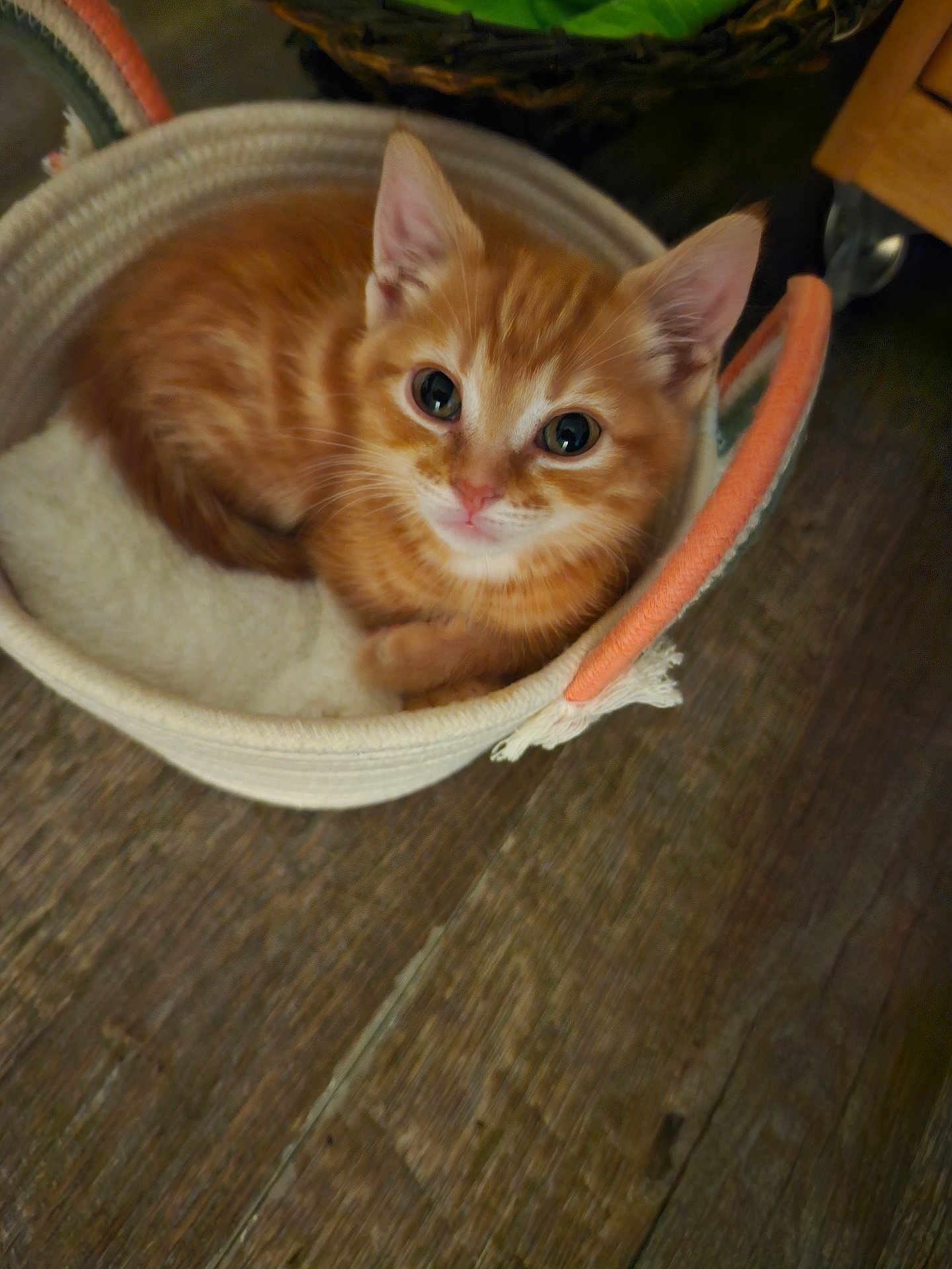Bugs joined the competition — help win amazing prizes! animal, basket, cat, cozy, curled_up, cute, domestic, ears, eyes, feline, fur, indoor, kitten, orange_tabby, pet, resting, small, soft, whiskers, wooden_floor