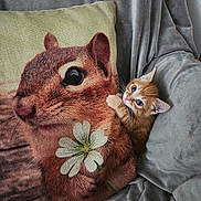 Bugs joined the competition — help win amazing prizes! animal, blanket, chipmunk_image, claw, closeup, cozy, cushion, cute, eyes, flower, fur, indoor, kitten, orange_cat, pet, pillow, portrait, resting, soft_texture, whiskers