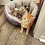 Bugs is registered to the contest to win money with this photo: animal, cat, cozy, curious, cute, domestic_cat, feeding_bowl, feline, floor, fur, home, indoor, kitten, orange_cat, pet_bed, playful, resting, tabby_cat, wood_floor, young_cat