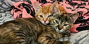 Bugs is registered to the contest to win money with this photo: animal, blanket, cat, companion, cozy, cute, cute_animals, domestic_cat, feline, fur, indoor, kitten, orange_cat, pets, relaxing, resting, sleepy, snuggling, soft, tabby_cat