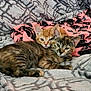 animal, blanket, cat, companion, cozy, cute, cute_animals, domestic_cat, feline, fur, indoor, kitten, orange_cat, pets, relaxing, resting, sleepy, snuggling, soft, tabby_cat