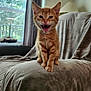 Bugs is registered to the contest to win money with this photo: animal, blanket, cat, couch, curtains, cute, domestic, fur, furniture, indoor, kitten, lamp, orange_tabby, pet, playful, small, teeth, whiskers, window, young