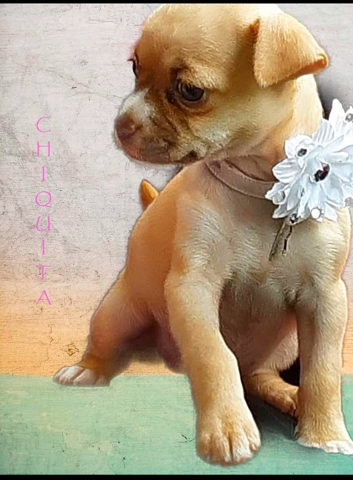 Winnie joined the competition — help win amazing prizes! canidae, carnivore, collar, companion_dog, dog, dog_breed, dog_collar, dog_supply, fawn, fur, liver, peach, pet_supply, pink, snout, sporting_group, toy_dog, whiskers, working_animal, wrinkle