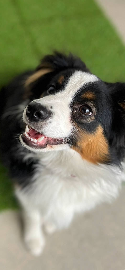 Almond joined the competition — help win amazing prizes! australian_shepherd, carnivore, companion_dog, dog, dog_breed, herding_dog, plant, snout, sporting_group, whiskers, working_animal, working_dog