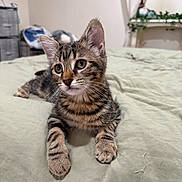 Rue joined the competition — help win amazing prizes! animal, bed, cat, curious, cute, domestic, ears, eyes, fur, furniture, indoor, kitten, paws, pet, resting, soft, striped, tabby, whiskers, young