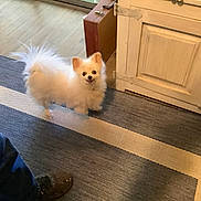 Teddy is registered to the contest to win money with this photo: animal, cabinet, cozy, cute, dog, floor, fluffy, furniture, happy, home, indoor, looking_up, person_leg, pet, rug, shoe, small_dog, tail, white_dog, wood_floor
