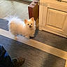 animal, cabinet, cozy, cute, dog, floor, fluffy, furniture, happy, home, indoor, looking_up, person_leg, pet, rug, shoe, small_dog, tail, white_dog, wood_floor
