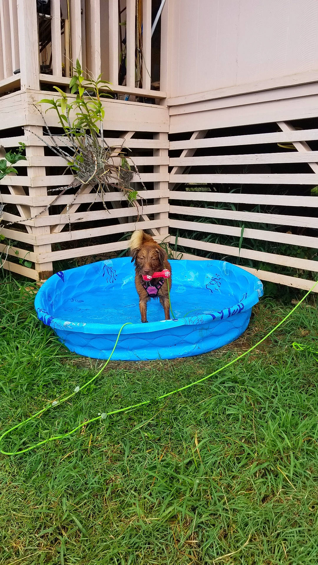 Riley is registered to the contest to win money with this photo: backyard, bathing, circle, composite_material, dog_breed, electric_blue, fun, garden, grass, leisure, mammal, plant, recreation, rectangle, shade, sporting_group, toddler, water, window, yard
