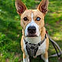 dog, canine, outdoor, greenery, grass, harness, brown, white, heterochromia, ears, pet, animal, sitting, portrait, nature, focus, alert, leash, closeup, cute