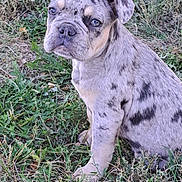 Dusty joined the competition — help win amazing prizes! puppy, dog, merle_pattern, grass, outdoor, animal, pet, young_dog, cute, canine, sitting, nature, fur, ears, eyes, muzzle, portrait, adorable, close_up, background