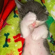 Pink is registered to the contest to win money with this photo: animal, cat, closeup, colorful, cozy, cute, domestic_cat, fleece_blanket, gray, indoor, kitten, paw, pet, resting, sleeping, small, snuggling, soft, white, young