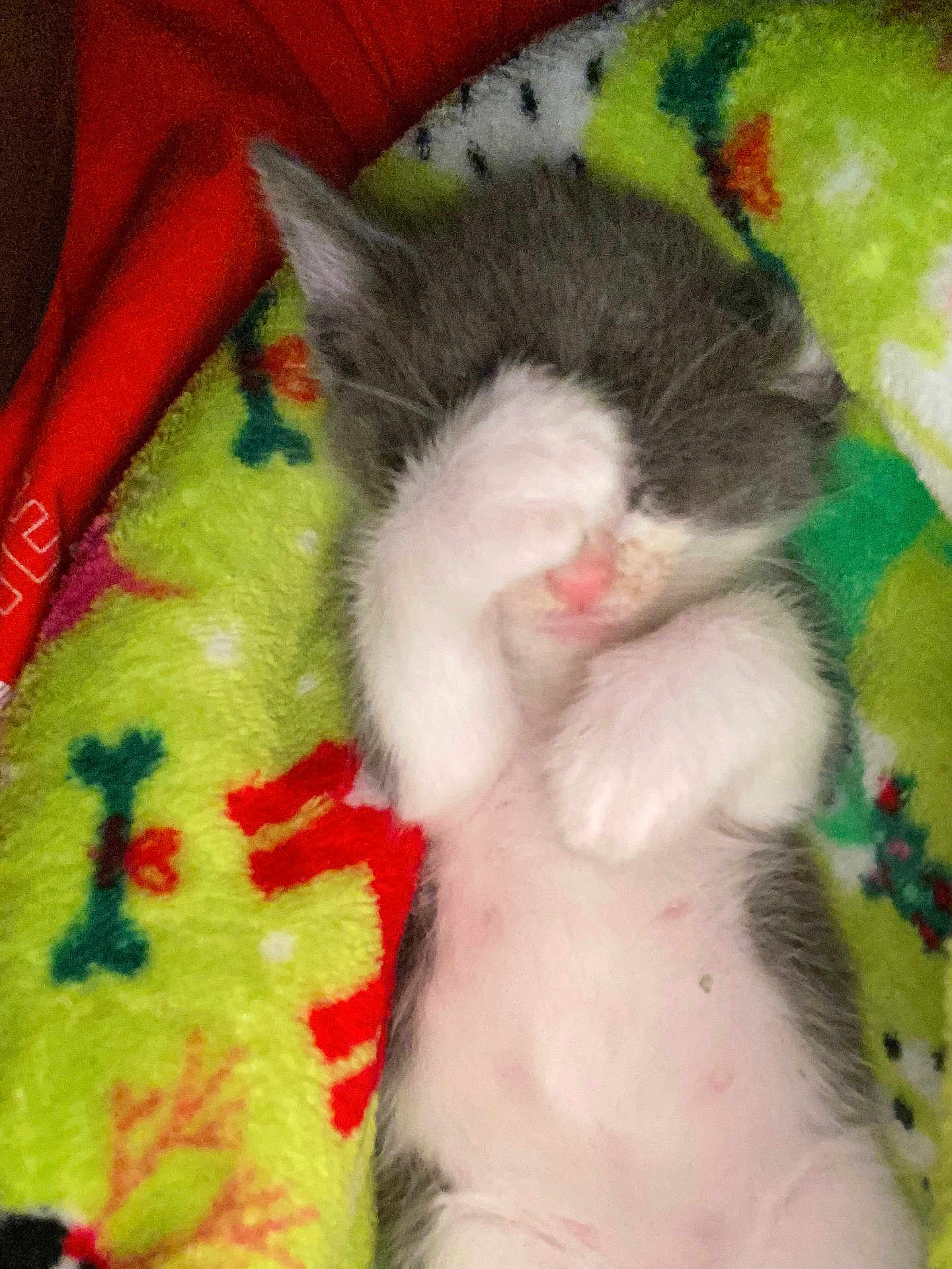 Pink is registered to the contest to win money with this photo: animal, cat, closeup, colorful, cozy, cute, domestic_cat, fleece_blanket, gray, indoor, kitten, paw, pet, resting, sleeping, small, snuggling, soft, white, young