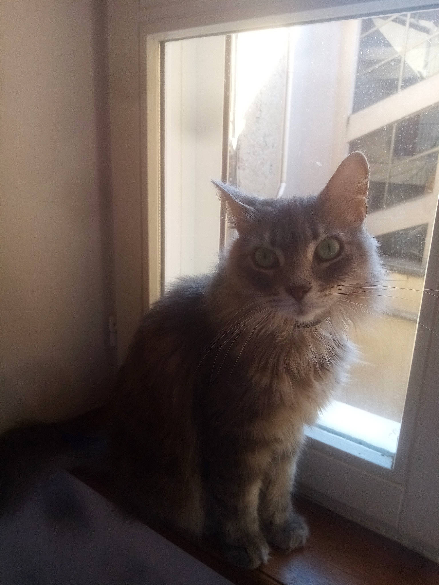 Neeko participe au concours pour gagner de l'argent avec cette photo : box, carnivore, cat, claw, comfort, domestic_short_haired_cat, door, fawn, felidae, flooring, fur, glass, hardwood, paw, small_to_medium_sized_cats, snout, tail, whiskers, window, wood